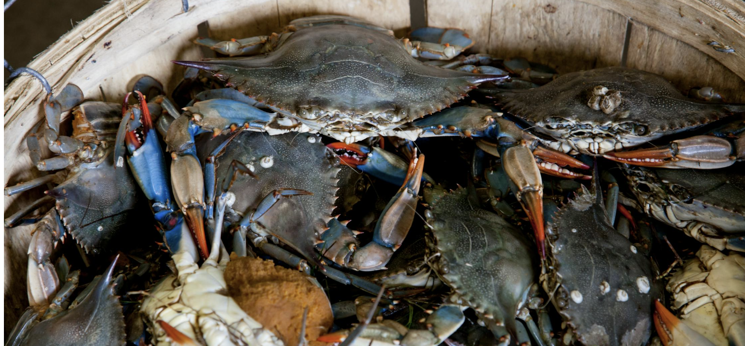 A Crabby Guide to Politics